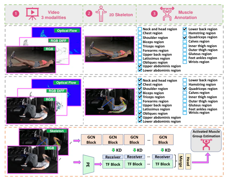 Towards Video-based Activated Muscle Group Estimation in the Wild — research illustration
